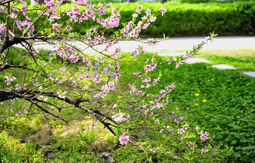 綦江縣石壕鎮(zhèn)天池學(xué)校