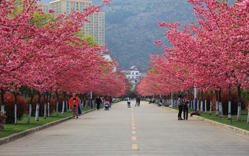 2024年益陽(yáng)市揚(yáng)帆育才職業(yè)學(xué)校有哪些專業(yè)