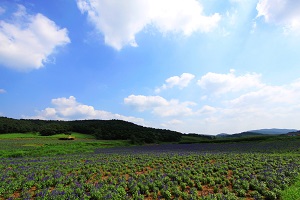 選擇學(xué)校和專業(yè)